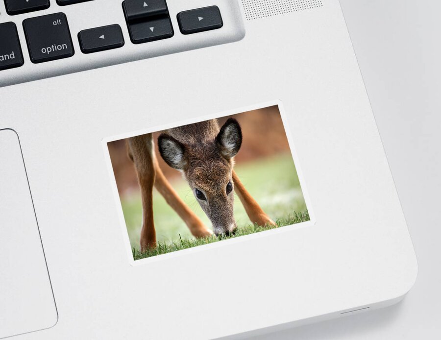 Deer Sticker featuring the photograph My Winter Lawnmower by Karol Livote