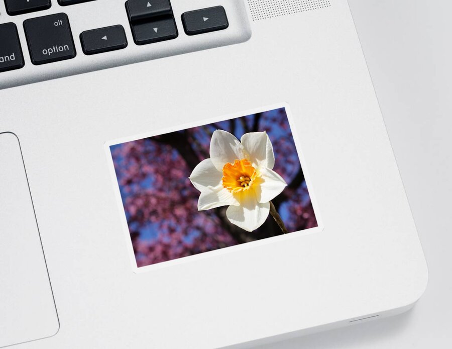 Skompski Sticker featuring the photograph Narcissus And Cherry Blossoms by Joseph Skompski