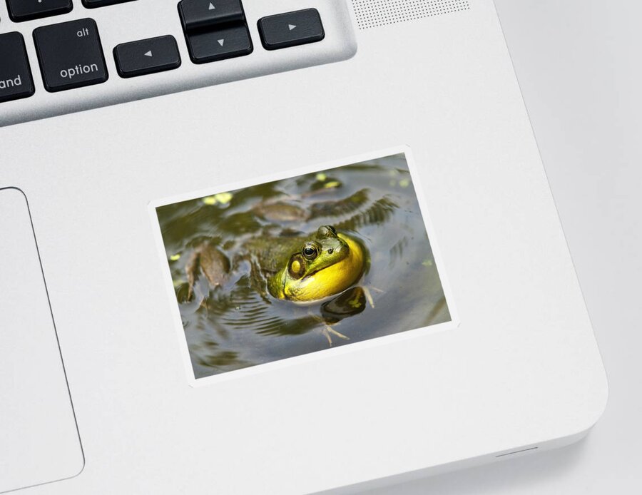 Frog Sticker featuring the photograph Nature Calling by Christina Rollo