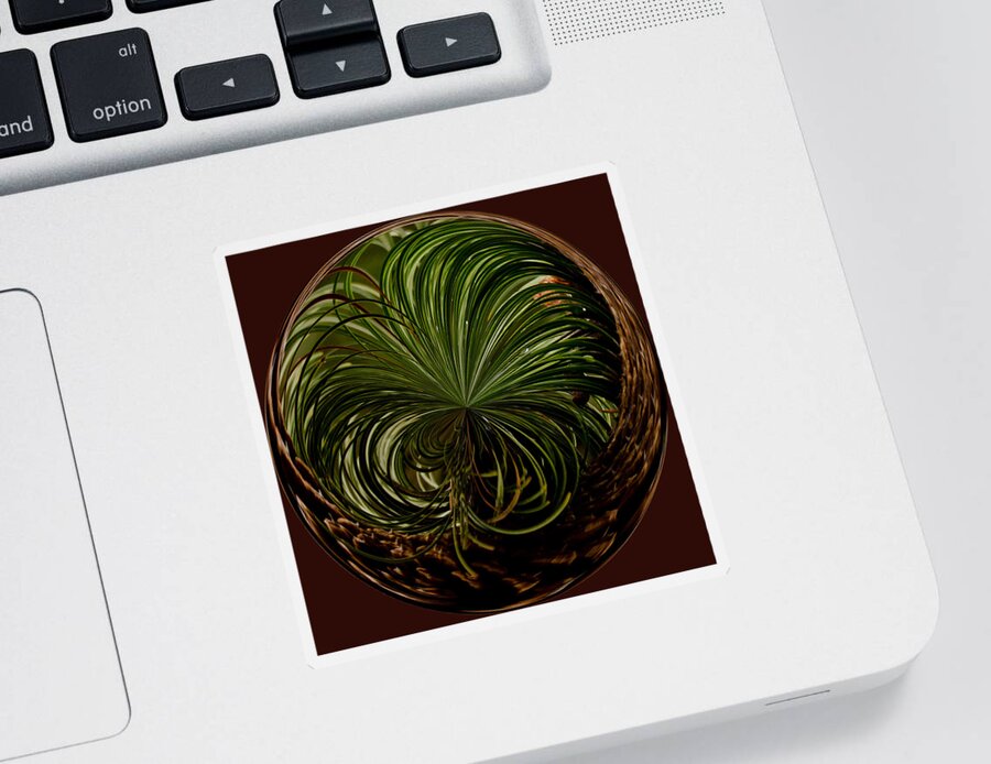 Pine Sticker featuring the photograph Nesting Pine Orb by Tikvah's Hope