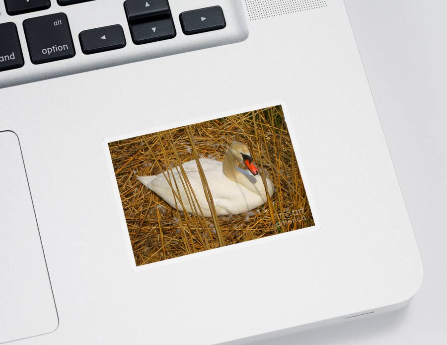 Swan Sticker featuring the photograph Nesting Swan by Judy Palkimas