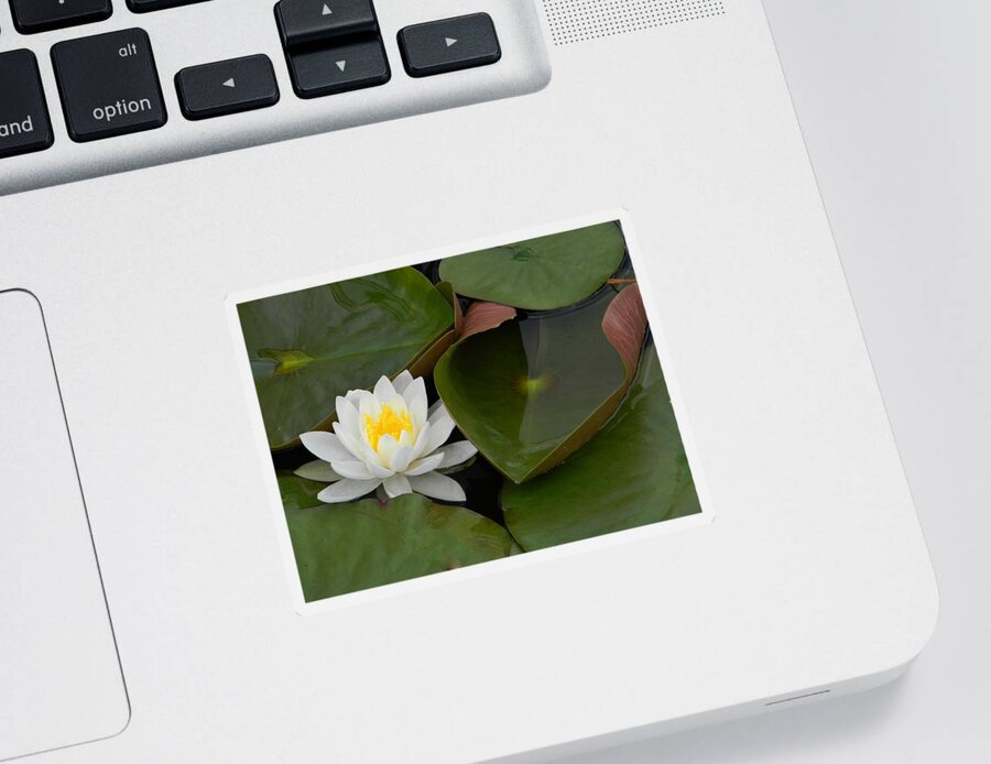 Lotus Sticker featuring the photograph Nestle In by Jean Goodwin Brooks