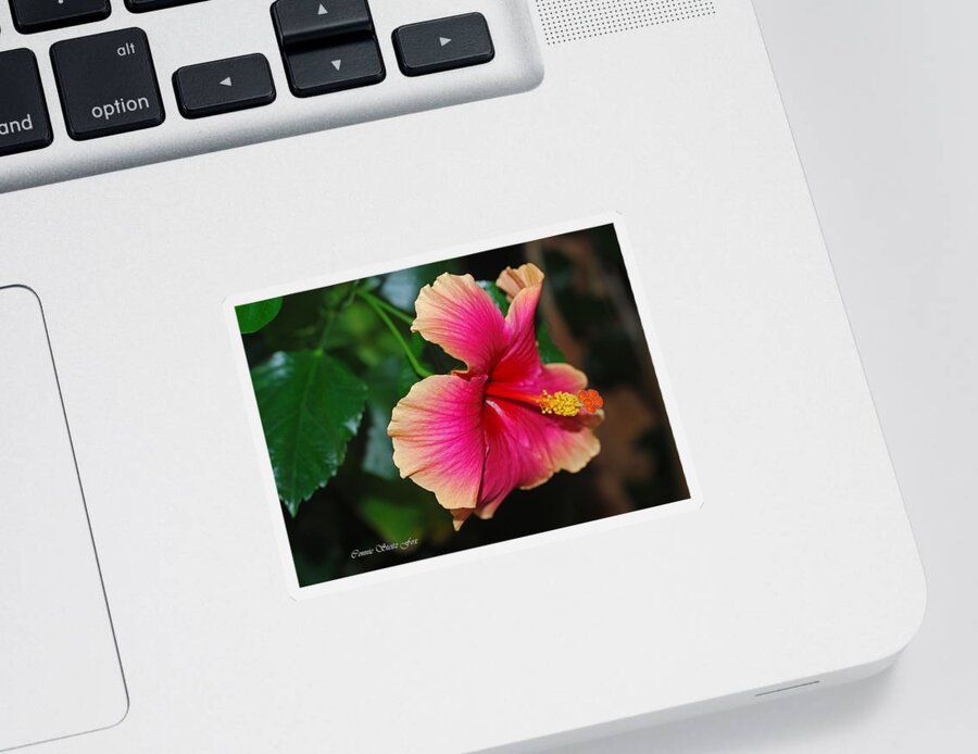 Hibiscus Sticker featuring the photograph New Every Morning - Hibiscus by Connie Fox