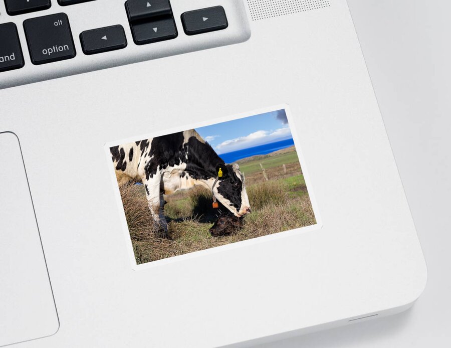 Holstein Sticker featuring the photograph Newborn Calf on the Pacific Coast by Kathleen Bishop