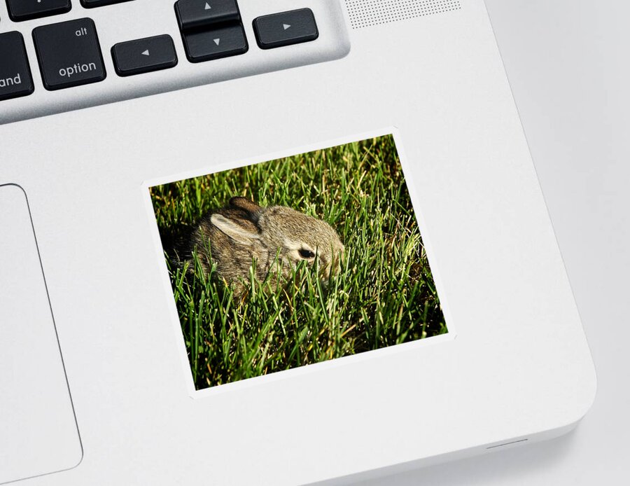 Animals Sticker featuring the photograph The Baby Cottontail by Mary Lee Dereske