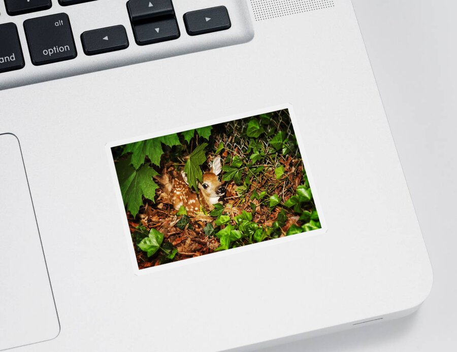 Animals Sticker featuring the photograph Newborn Fawn by Eleanor Abramson