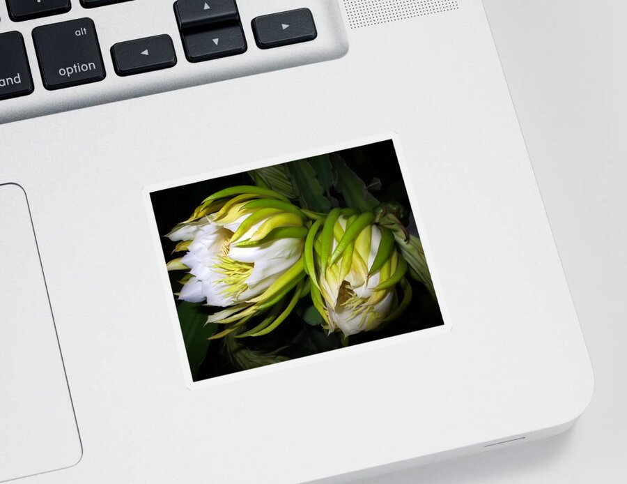 Flower Sticker featuring the photograph Night Blooming Cereus 31 by Dawn Eshelman