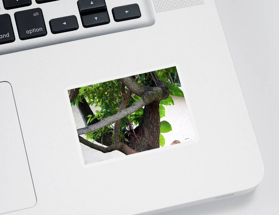 Nispero Sticker featuring the photograph Nispero Tree by Rafael Salazar