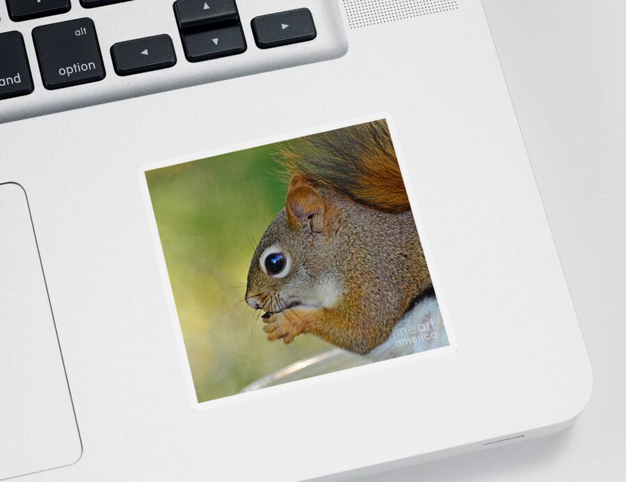 Squirrel Sticker featuring the photograph Nom Nom Squirrel by Kerri Farley