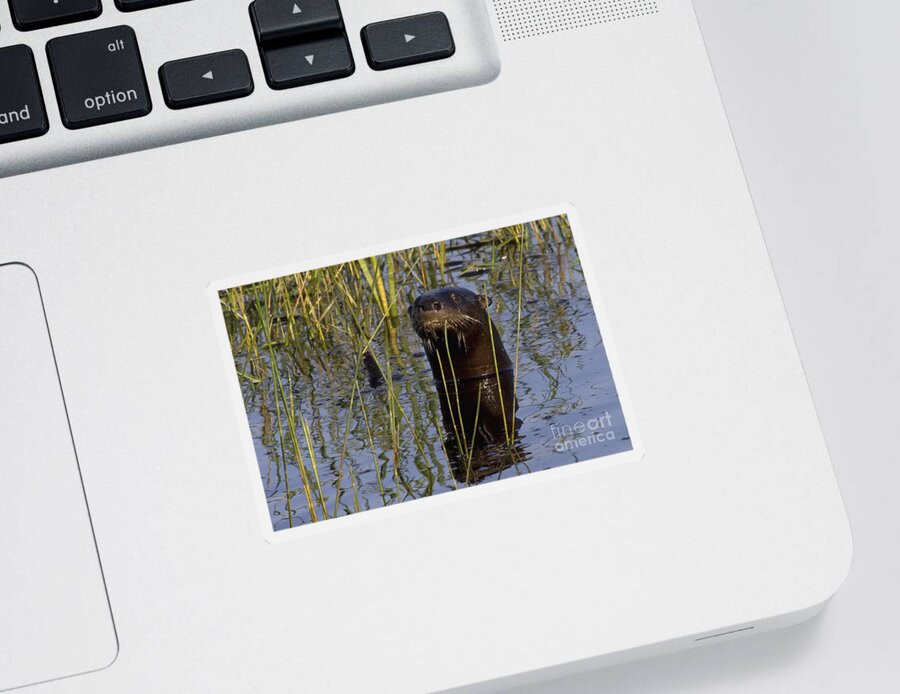 North American River Otter Sticker featuring the photograph North American River Otter by Meg Rousher