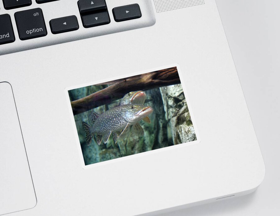 Northern Pike Sticker featuring the photograph Northern Pike by Shane Bechler
