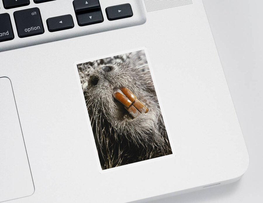 Alien Species Sticker featuring the photograph Nutria Teeth by Gary Retherford