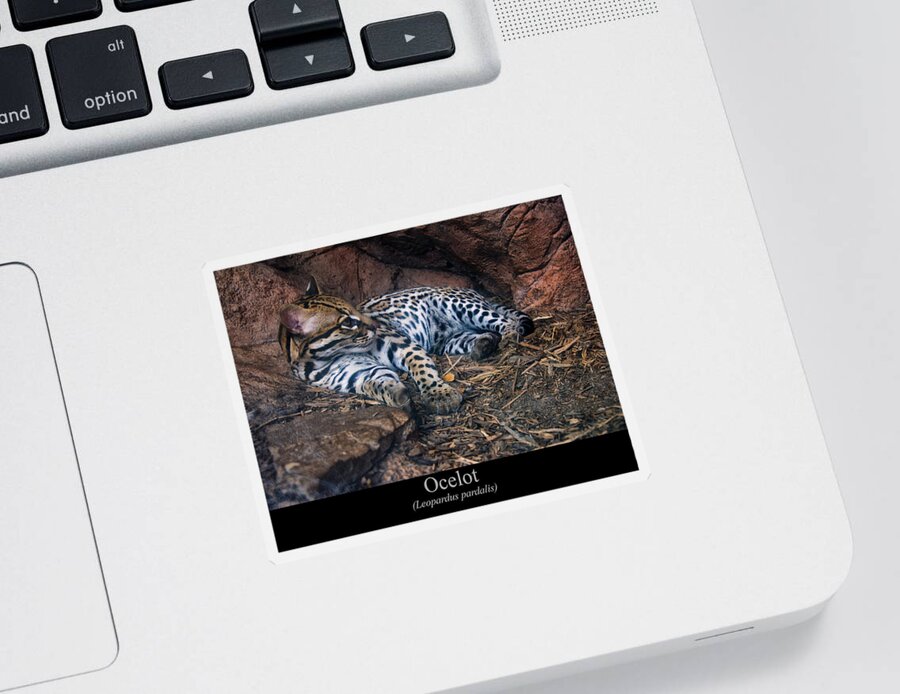 Class Room Posters Sticker featuring the digital art Ocelot by Flees Photos