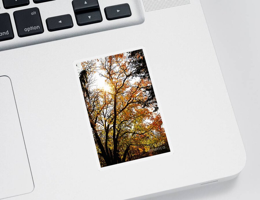 Tree Sticker featuring the photograph October Forest Meditation by Lincoln Rogers