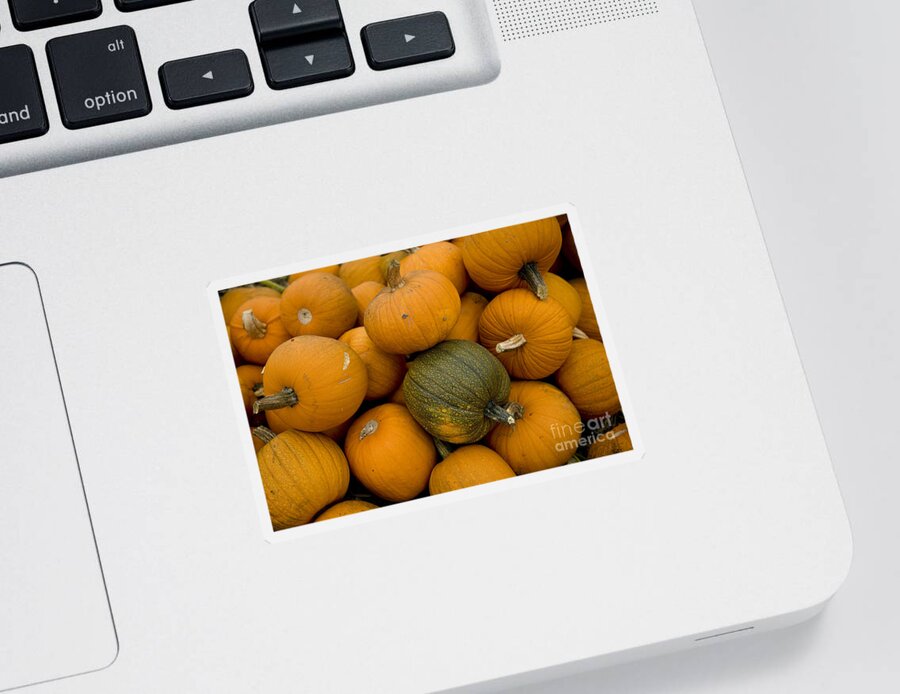Pumpkins Sticker featuring the photograph Odd one out by David Millenheft