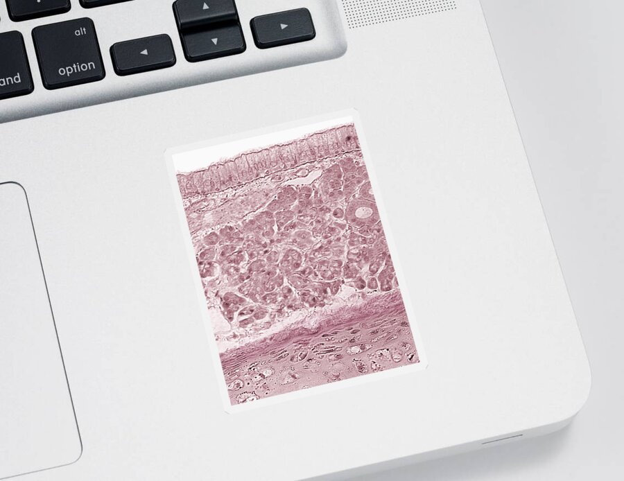Light Micrograph Sticker featuring the photograph Olfactory Mucosa, Lm by Science Stock Photography