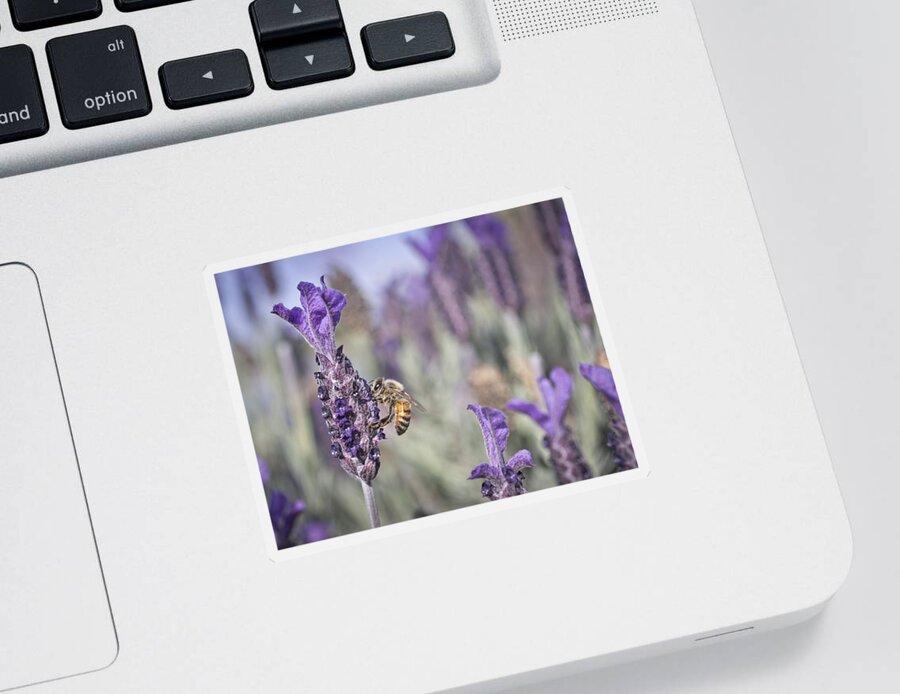 Bee Sticker featuring the photograph On The Lavender by Priya Ghose