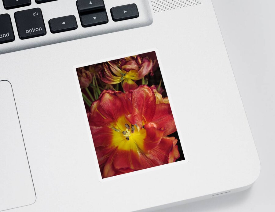 Flowers Sticker featuring the photograph On their way out by Rosita Larsson