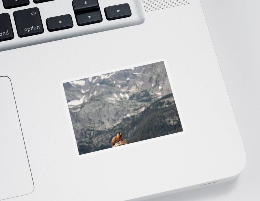 Marmot Sticker featuring the photograph On Top Of The World by Shane Bechler