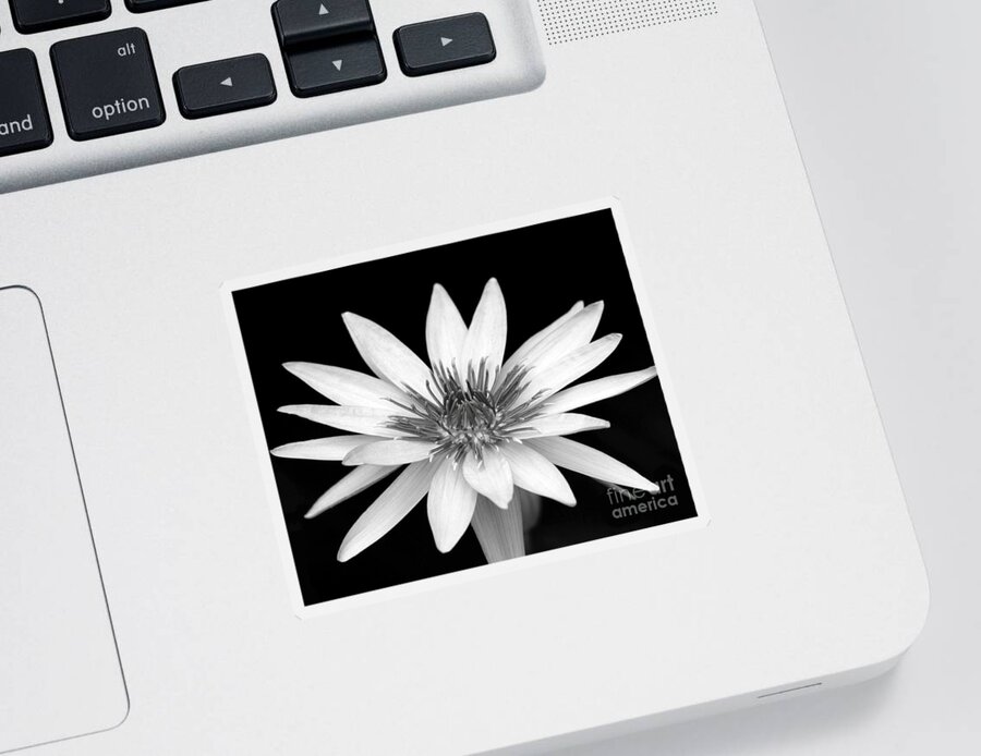 Water Lily Sticker featuring the photograph One Black and White Water Lily by Sabrina L Ryan