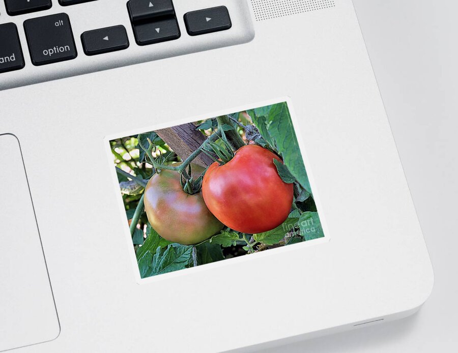 Tomatoes Sticker featuring the photograph One Tomato Two Tomato by Janice Drew