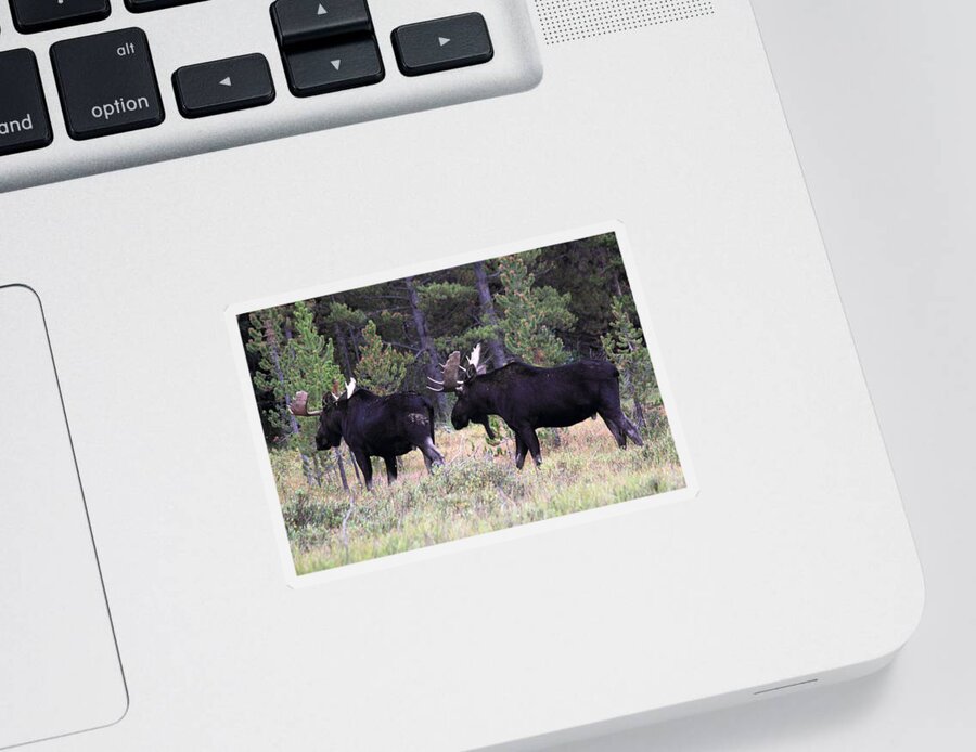 Moose Sticker featuring the photograph Only A Step Behind by Shane Bechler