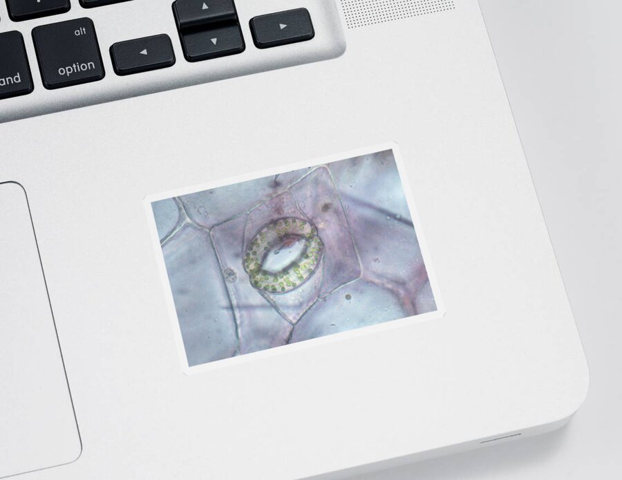 Micrograph Sticker featuring the photograph Open Stoma, Wandering Jew by Ray Simons