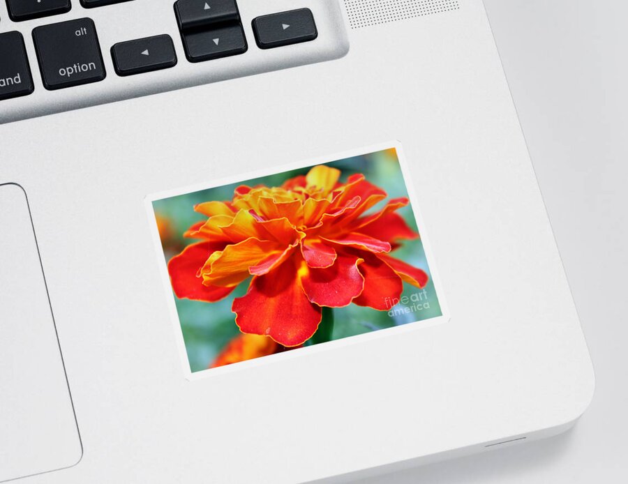 Marigold Sticker featuring the photograph Orange And Yellow Marigold by Judy Palkimas