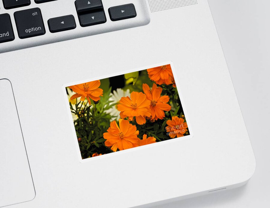 Orange Sticker featuring the photograph Orange Flowers by William Norton