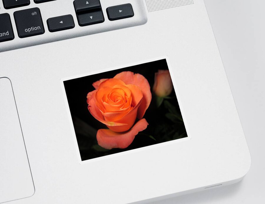Rose Sticker featuring the photograph Orange is the new black by Rosita Larsson