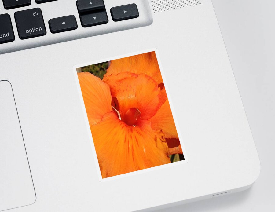 Flowers Sticker featuring the photograph Orange Petals by Daniele Smith
