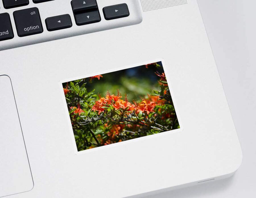 Orange Sticker featuring the photograph Orange Rhododendron by Spikey Mouse Photography