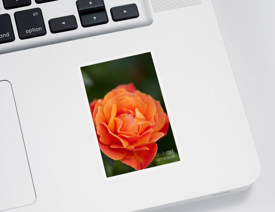 Bloom Sticker featuring the photograph Orange Rose by Brian Jannsen