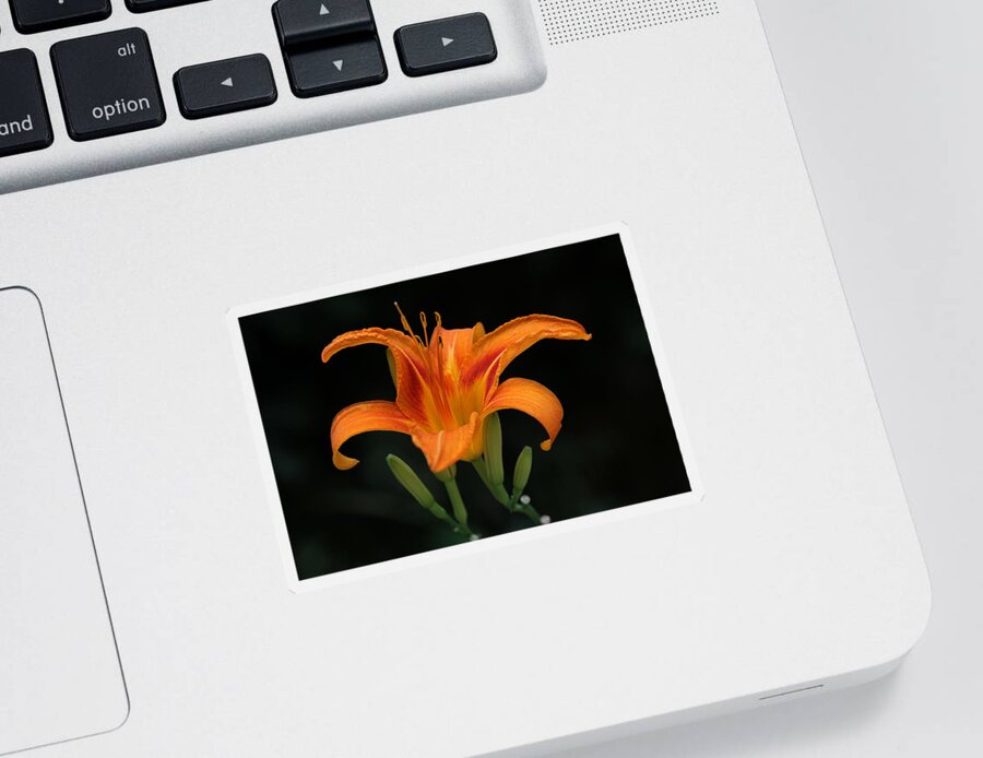 Orange Sticker featuring the photograph Orange Tiger Lily Over Black by Juergen Roth