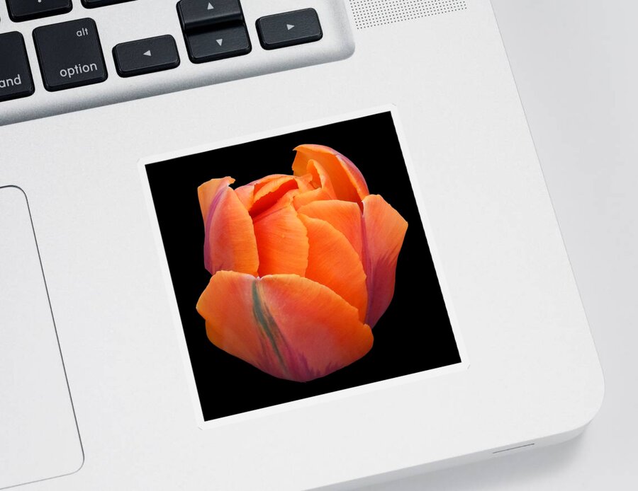 Tulip Sticker featuring the photograph Orange Tulip Still Life Flower Art Poster by Lily Malor