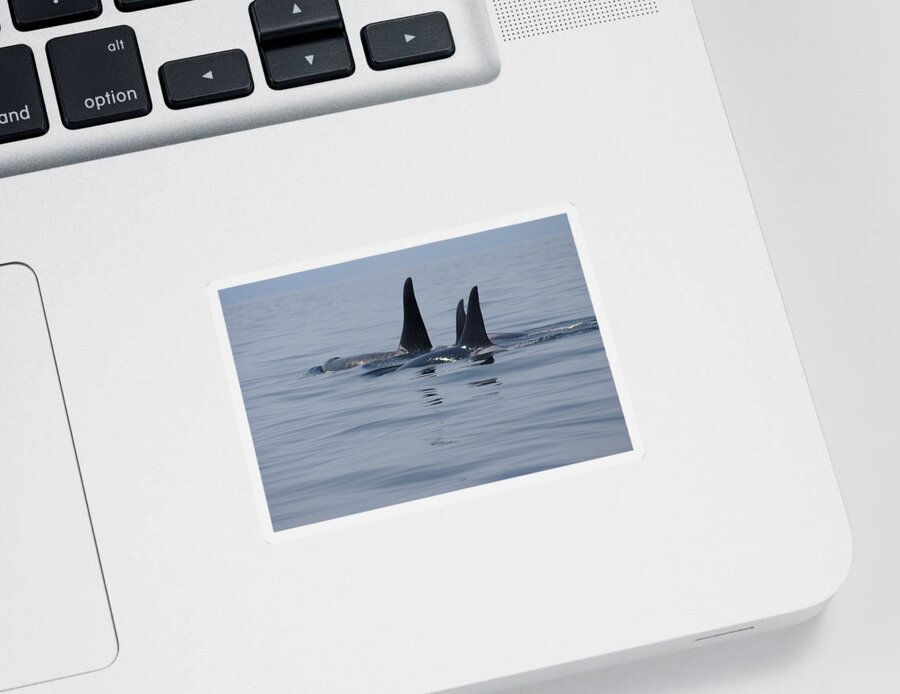 Orca Sticker featuring the photograph Orca Family by Marilyn Wilson