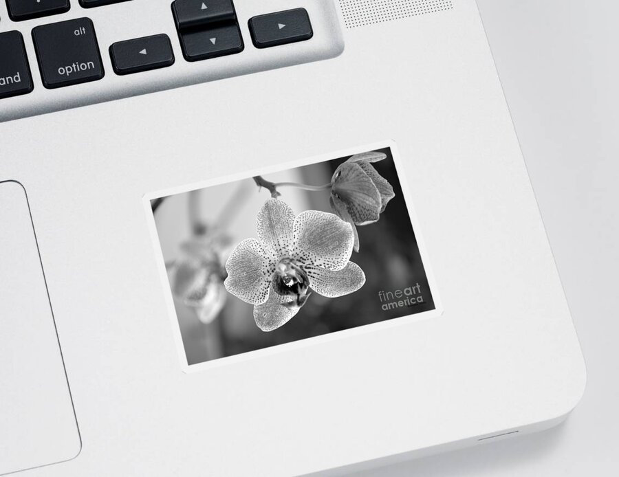 Phalaenopsis Sticker featuring the photograph Orchid black and white by Ramona Matei