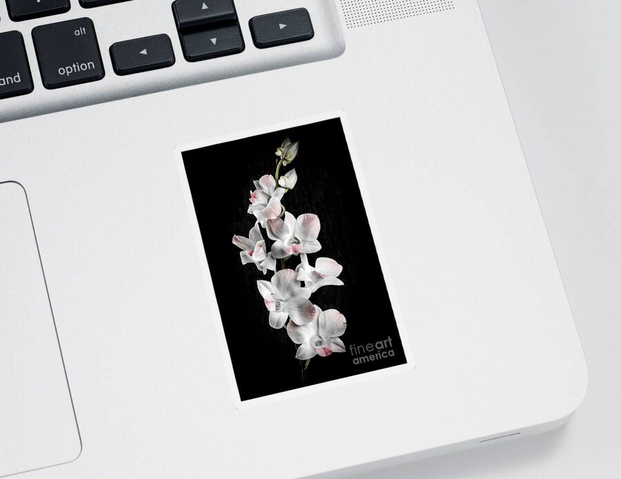 Orchid Sticker featuring the photograph Orchid flowers on black by Elena Elisseeva