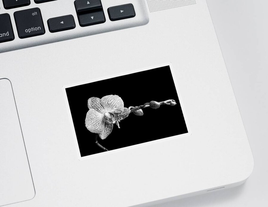 Orchid Sticker featuring the photograph Orchid Phalaenopsis flower by Michalakis Ppalis