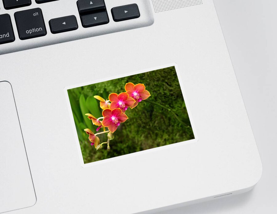 Phalaenopsis Sticker featuring the photograph Orchid - Phalaenopsis - Tying Shin Cupid by Mike Savad