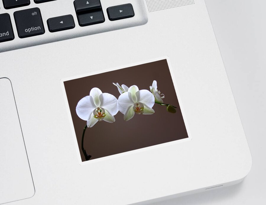 Luminous Sticker featuring the photograph Orchids Illuminated by Juergen Roth