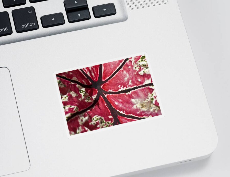 Heiko Sticker featuring the photograph Ornamental Leaf by Heiko Koehrer-Wagner