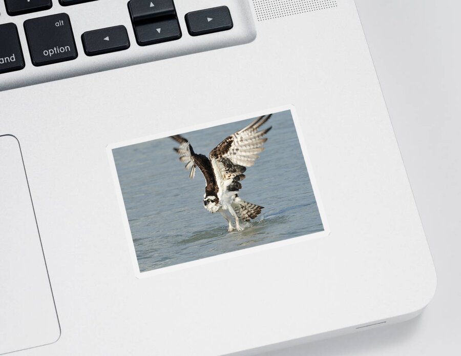 Osprey Sticker featuring the photograph Osprey taking off by Bradford Martin