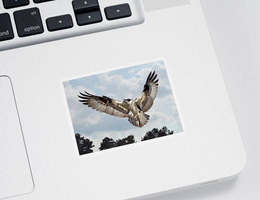Birds Sticker featuring the photograph Osprey With Fish In Talons by Kathy Baccari