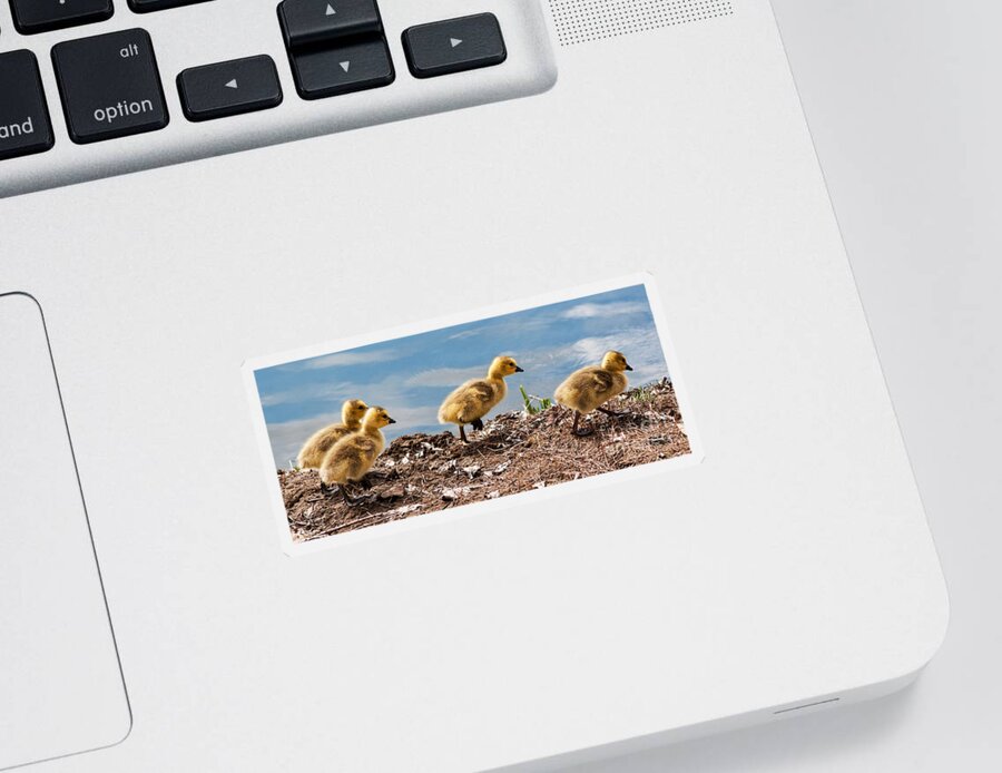 Gosling Sticker featuring the photograph Out for a Walk Panorama by Vivian Christopher