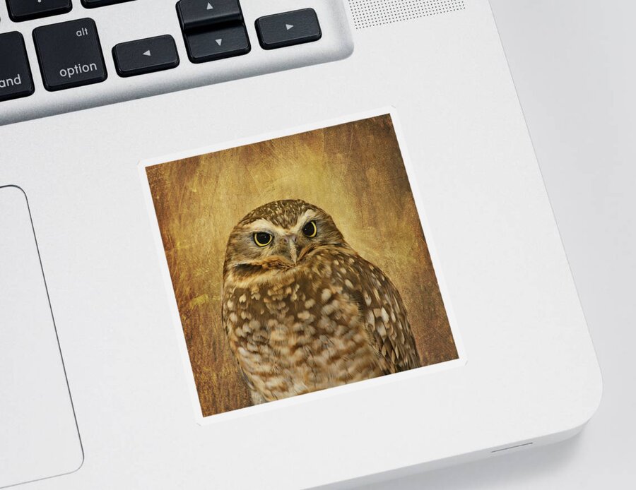 Owl Sticker featuring the photograph Owl by Kim Hojnacki