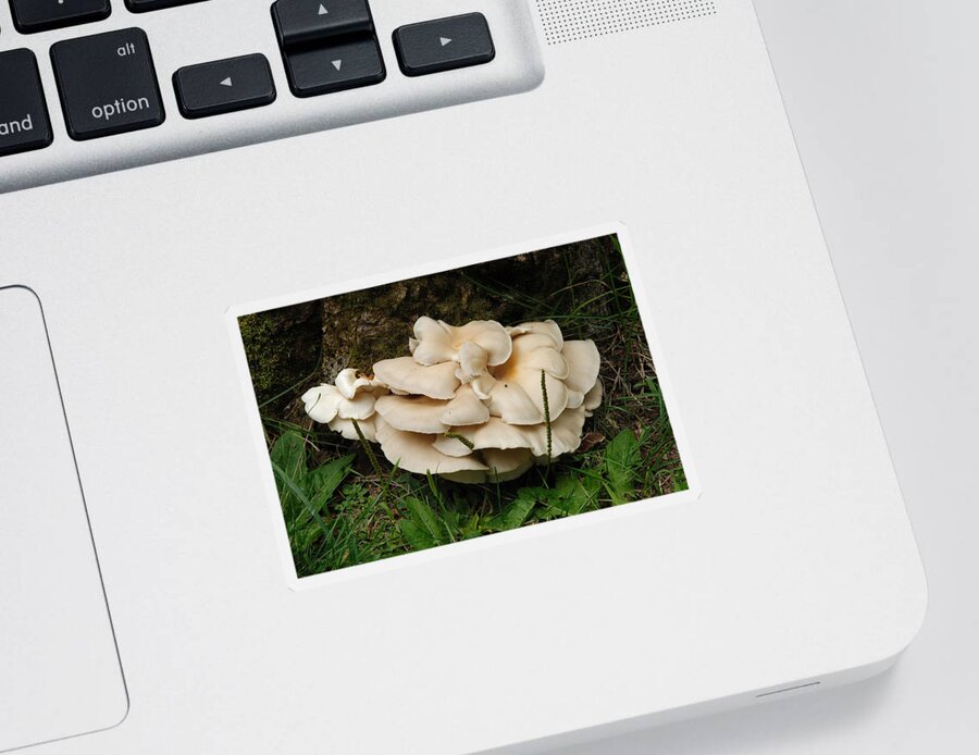 Pixels W. by Mushroom Bova John Oyster Sticker -