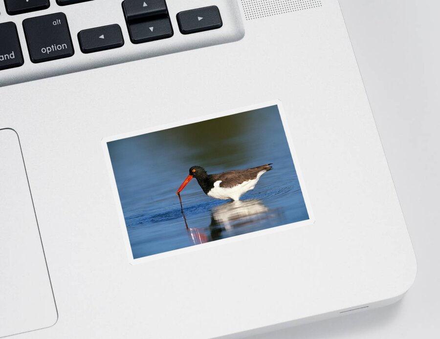 American Oystercatcher Sticker featuring the photograph Oystercatcher With Worm by Paul J. Fusco