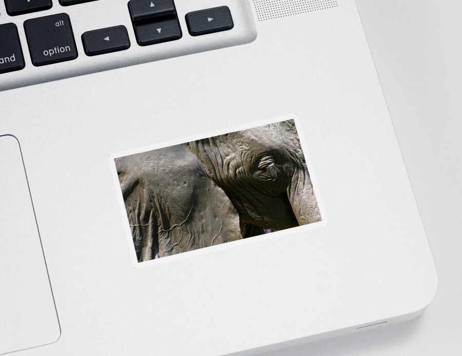 Elephant Sticker featuring the photograph Pachyderm by Jennifer Wheatley Wolf