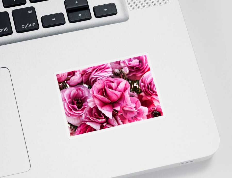 Ranunculus Sticker featuring the photograph Paint Me Pink Ranunculus Flowers By Diana Sainz by Diana Raquel Sainz